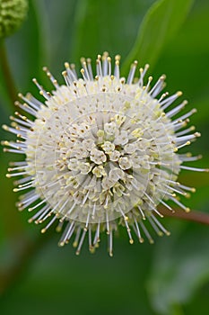 Common buttonbush Cephalanthus occidentalis, close-up of spherical inflorescence photo